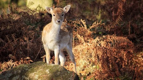 Deer standing in field