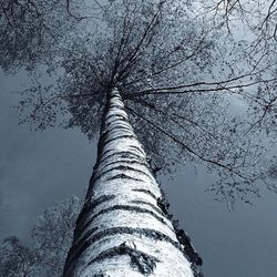 Low angle view of bare trees against sky