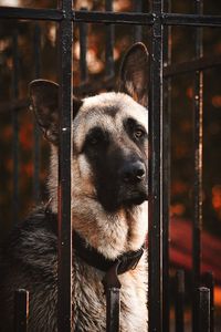 Portrait of dog in cage