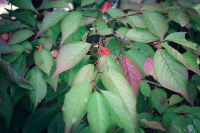 Close-up of plants