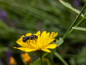 Close-up of bee pollinating on yellow flower