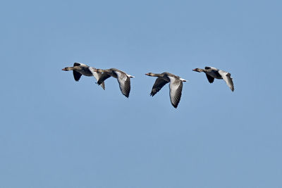 Low angle view of seagulls flying in sky