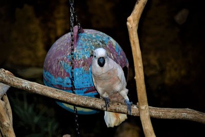 Close-up of parrot perching on branch