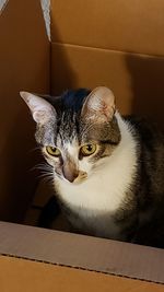 Close-up portrait of a cat