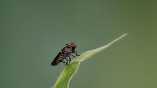 Close-up of insect