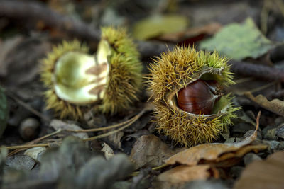 Close-up of fruits growing on dry land