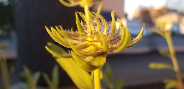 Close-up of yellow flower