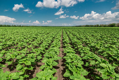 Scenic view of sunflower field against sky