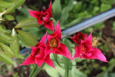 Close-up of red bougainvillea blooming outdoors