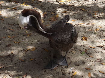 High angle view of bird on field