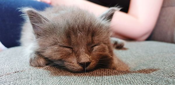 Close-up of cat sleeping