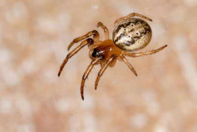 Close-up of spider