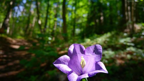 Close-up of purple flower blooming outdoors