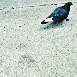 Close-up of bird perching on wall