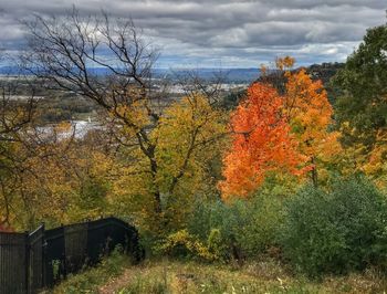 Plants growing on land against sky during autumn