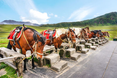 The horses for riding in kusasenri grassland in aso, japan