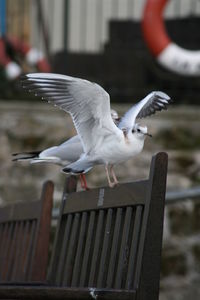 Close-up of seagull flying