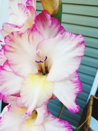 Close-up of pink flowers