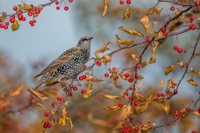 Close-up of bird perching on a tree