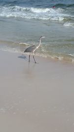 High angle view of gray heron on beach