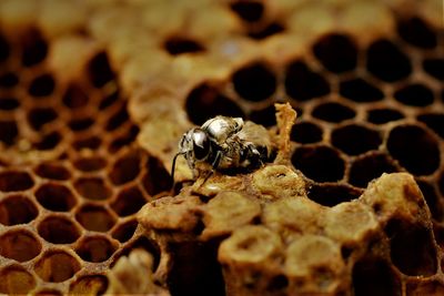 Close-up of bee on leaf