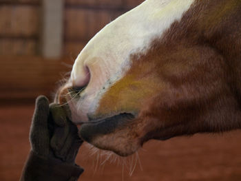 Close-up of sea lion