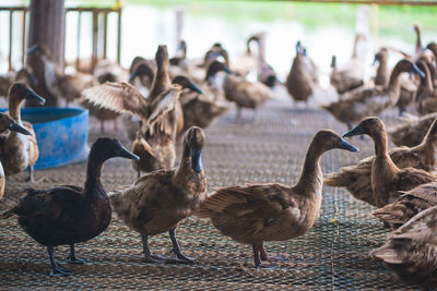 Flock of birds on field