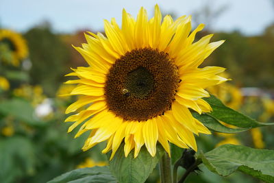 Close-up of yellow sunflower