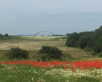 Scenic view of field against sky