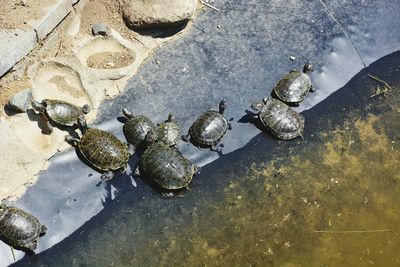 High angle view of turtle in water