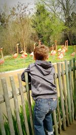 Rear view of boy standing by plants