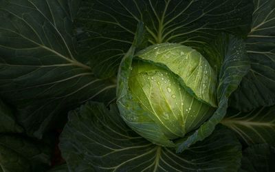 Full frame shot of green leaves
