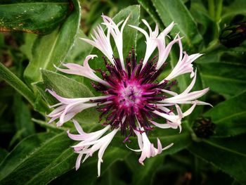 Close-up of purple flower blooming outdoors