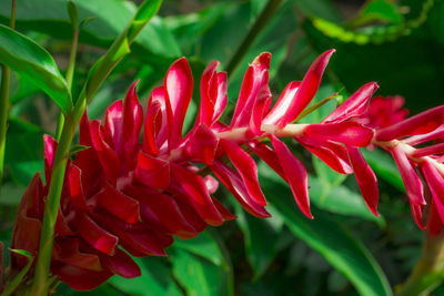 Close-up of red flower