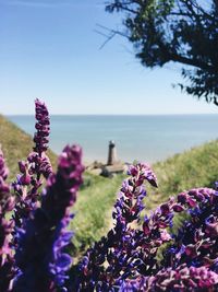 Close-up of purple flowering plants by sea against sky