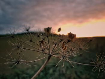 Close-up of wilted plant against sky during sunset