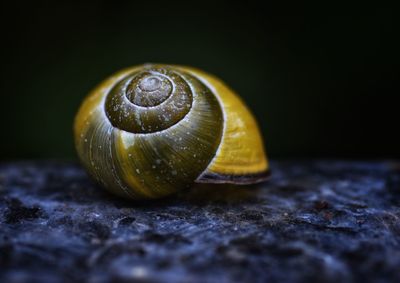 Close-up of snail