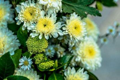 Close-up of yellow flowers blooming outdoors