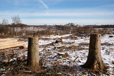 Panoramic image of cleared forest, forest dieback in north rhine westphalia, germany