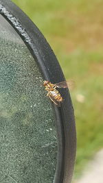 Close-up of insect perching on leaf