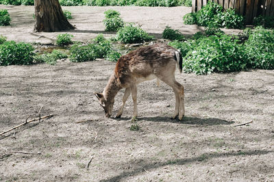 Deer standing on field