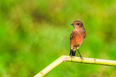 Close-up of bird perching on a plant