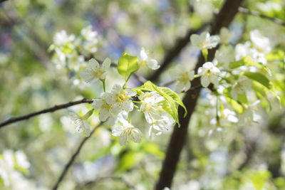 Close-up of white cherry blossoms in spring