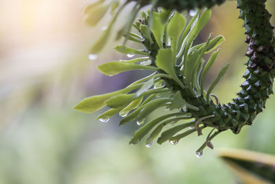 Close-up of wet plant