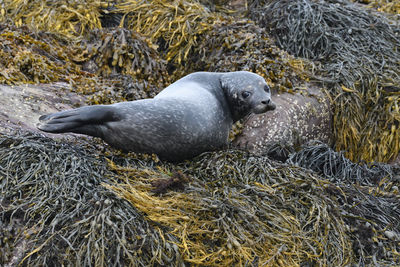 High angle view of duck on rock