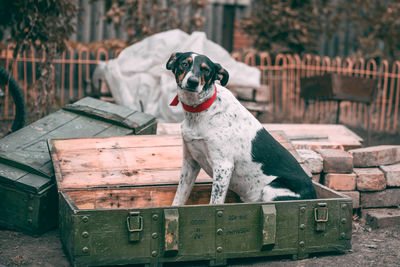 Close-up of dog