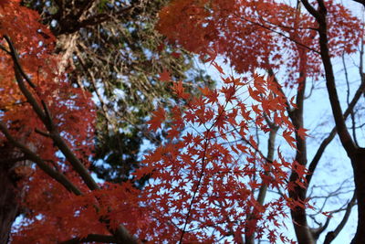 Low angle view of autumnal trees