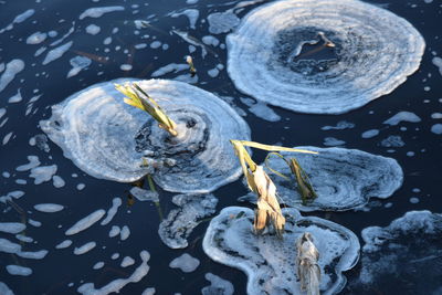 Close-up of turtle in water