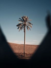 Blue sky with sun warmed palm trees.