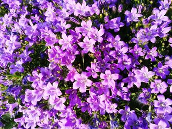 Close-up of purple flowers